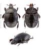 Margarinotus merdarius